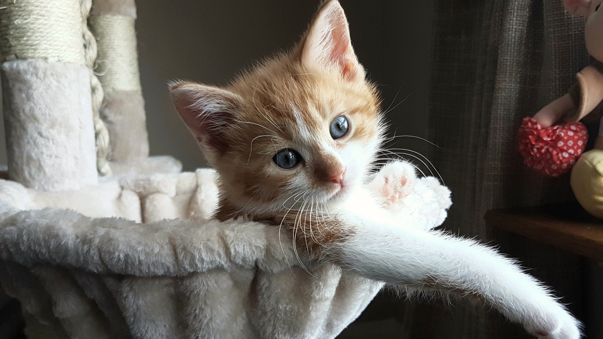 kaiyun.com-_登山探险新闻：勇士穿越雪山冰川_，勇士越野视频大全