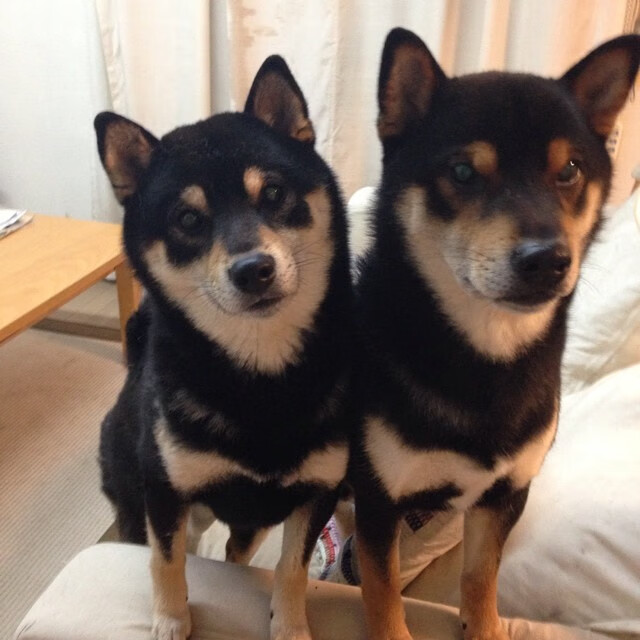 开云官方网站-_荒野越野跑：在自然之间追逐自由_，荒野穿越野外生存小说