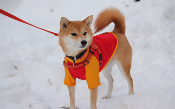 开云网站-“未来之星”青少年篮球明星培养计划在长春持续展开，未来之星篮球训练营