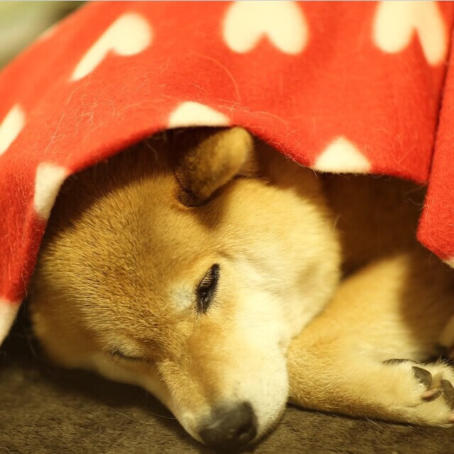 世界青少年篮球锦标赛欢迎中国队参赛,展现新一代球员实力,世界青少年篮球比赛