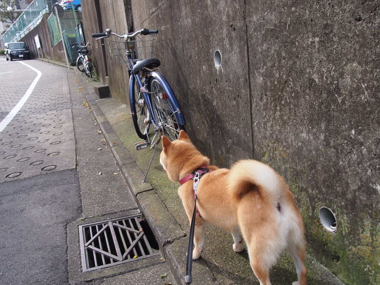 开云·Kaiyun网页版-勇士举办“球员亲子日”，加强家庭支持文化，勇士队全家福高清照