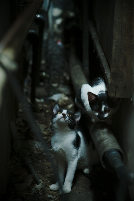 反败为胜：逆境中爆发的团队精神，反败为胜的话语