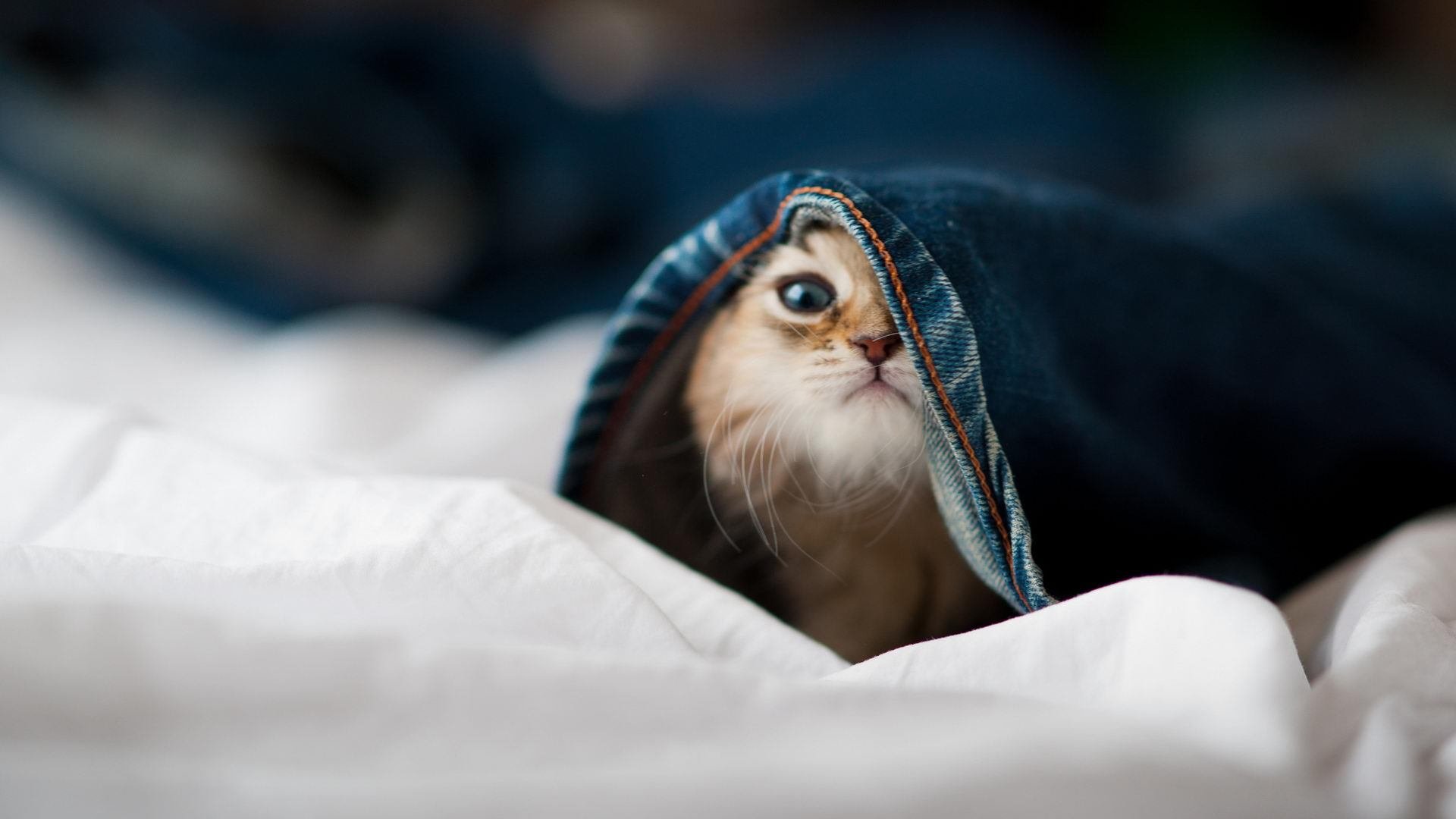 开云官方网站-格列兹曼宣布退出国家队，结束10年生涯，格列兹曼回应