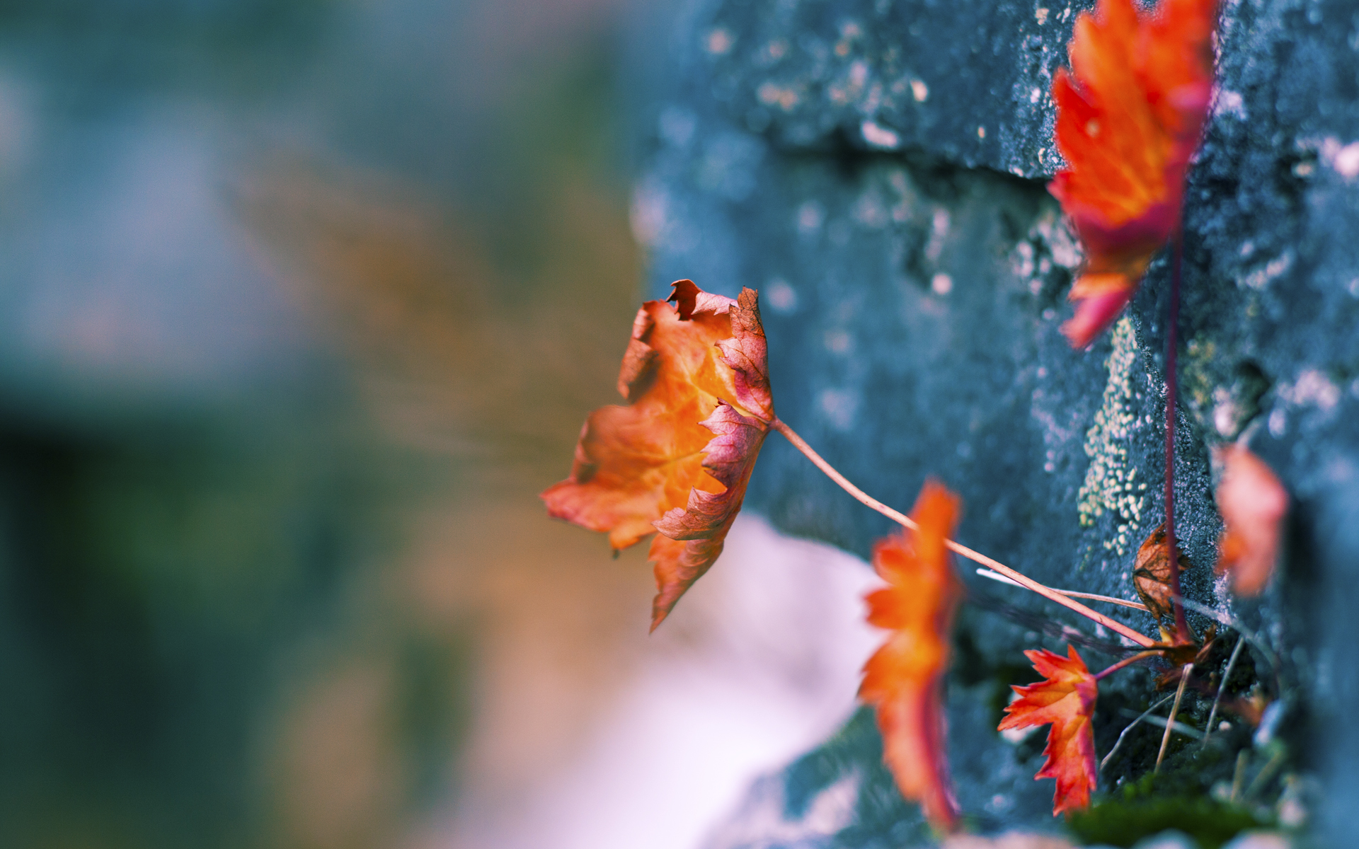 英超老牌劲旅焕发新活力,目标冲击冠军,英超精华2020