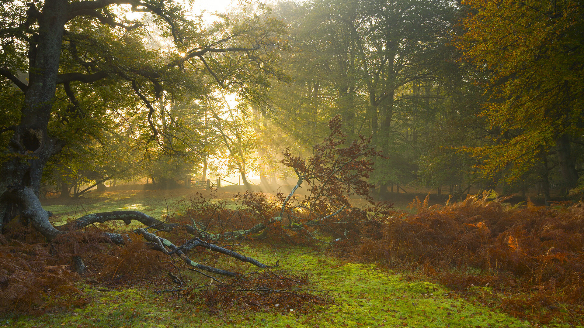 开云·Kaiyun网页版-青少年足球明星频频涌现，成为行业发展的新引擎，青少年足球现状