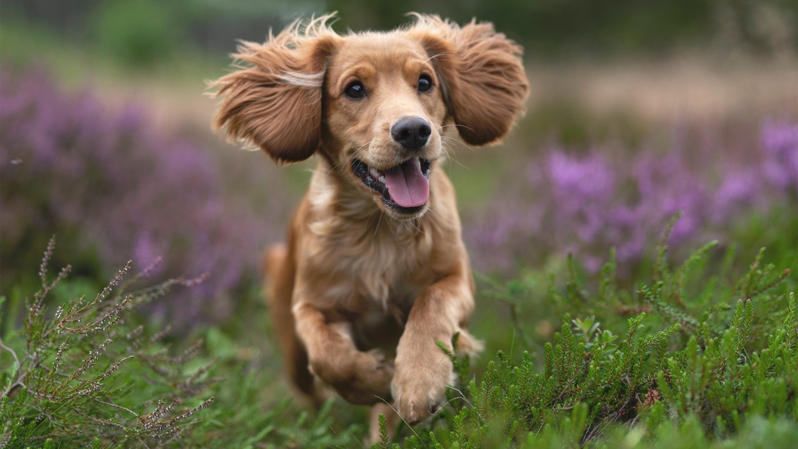 开云体育APP下载-T1加入全球“电竞安全竞技宣言”倡议计划