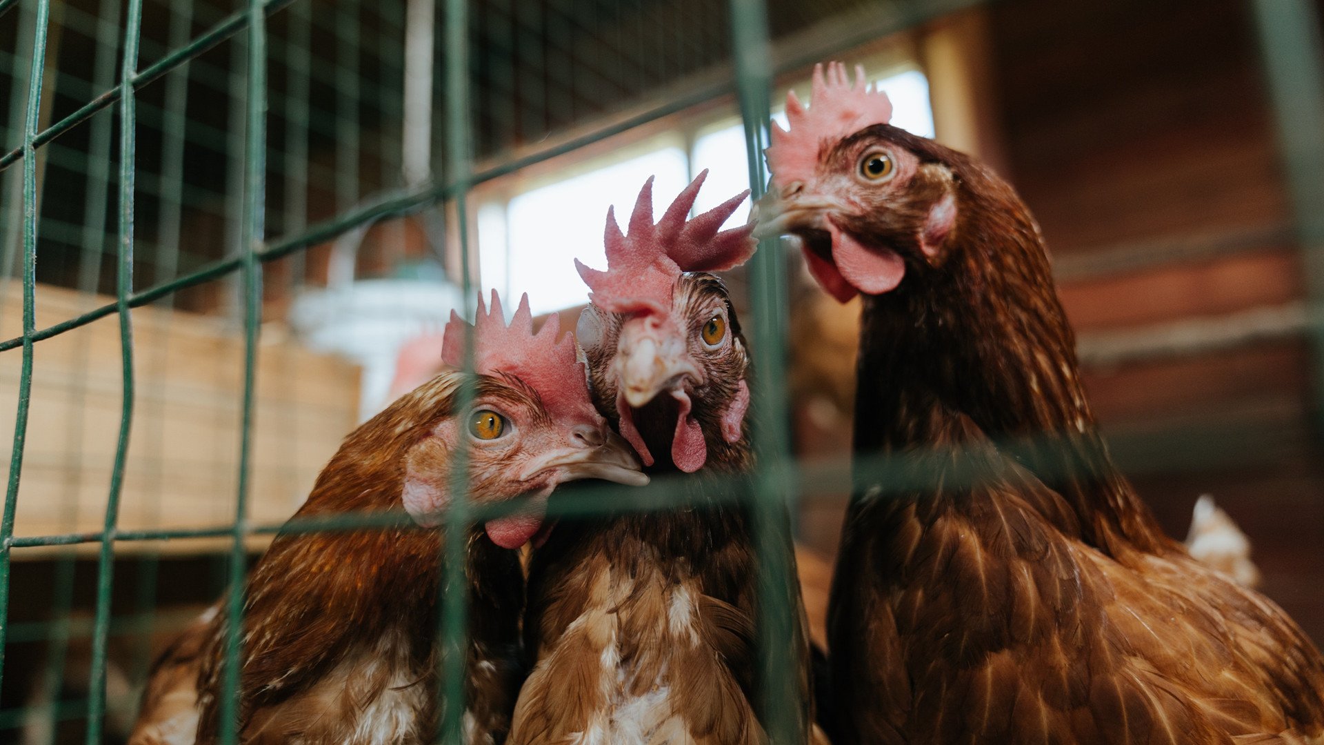 开云中国-亚洲篮球联赛观众热情持续高涨，亚洲篮球杯赛程