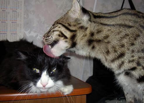 kaiyun.com-山西汾渭谷猛攻单核失利，须再调整阵容，汾渭平原最新消息