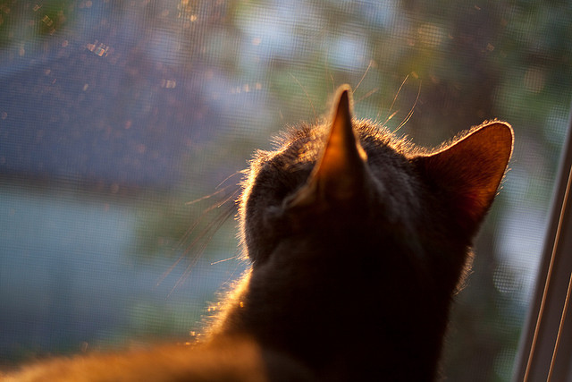 猛龙队球队战术体系完善，猛龙队介绍