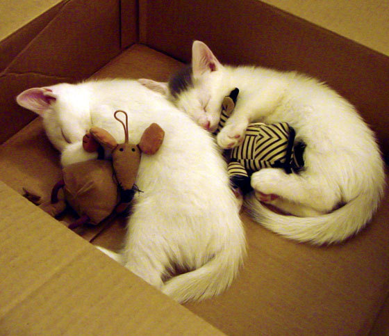 kaiyun体育app-皇马对阵拜仁慕尼黑，比赛激烈胜负难定！，皇马vs拜仁的比赛全场