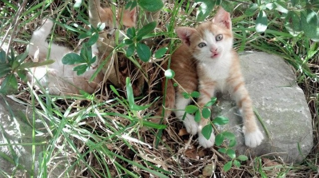 开云·体育官网-葡萄牙弓箭手亮相2024年欧洲室内锦标赛，葡萄牙最佳射手