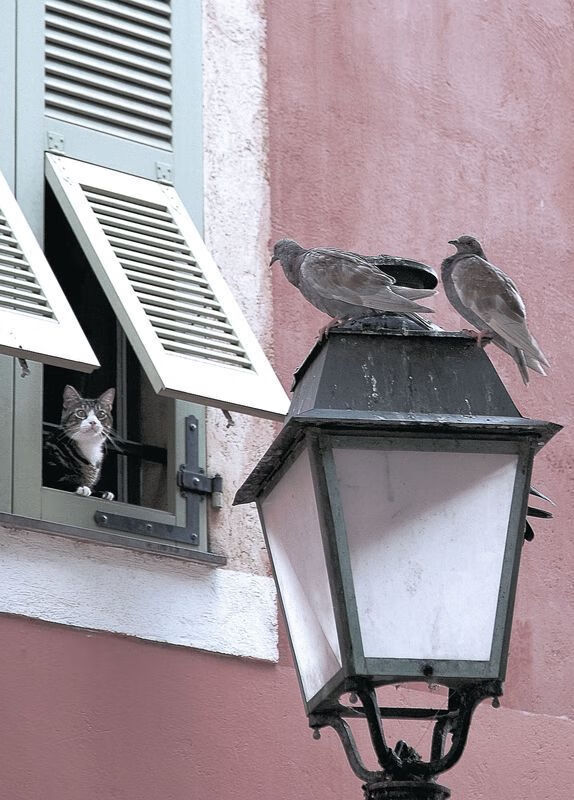 雷根斯堡队在客场比赛中全力以赴,雷根斯堡vs汉堡直播