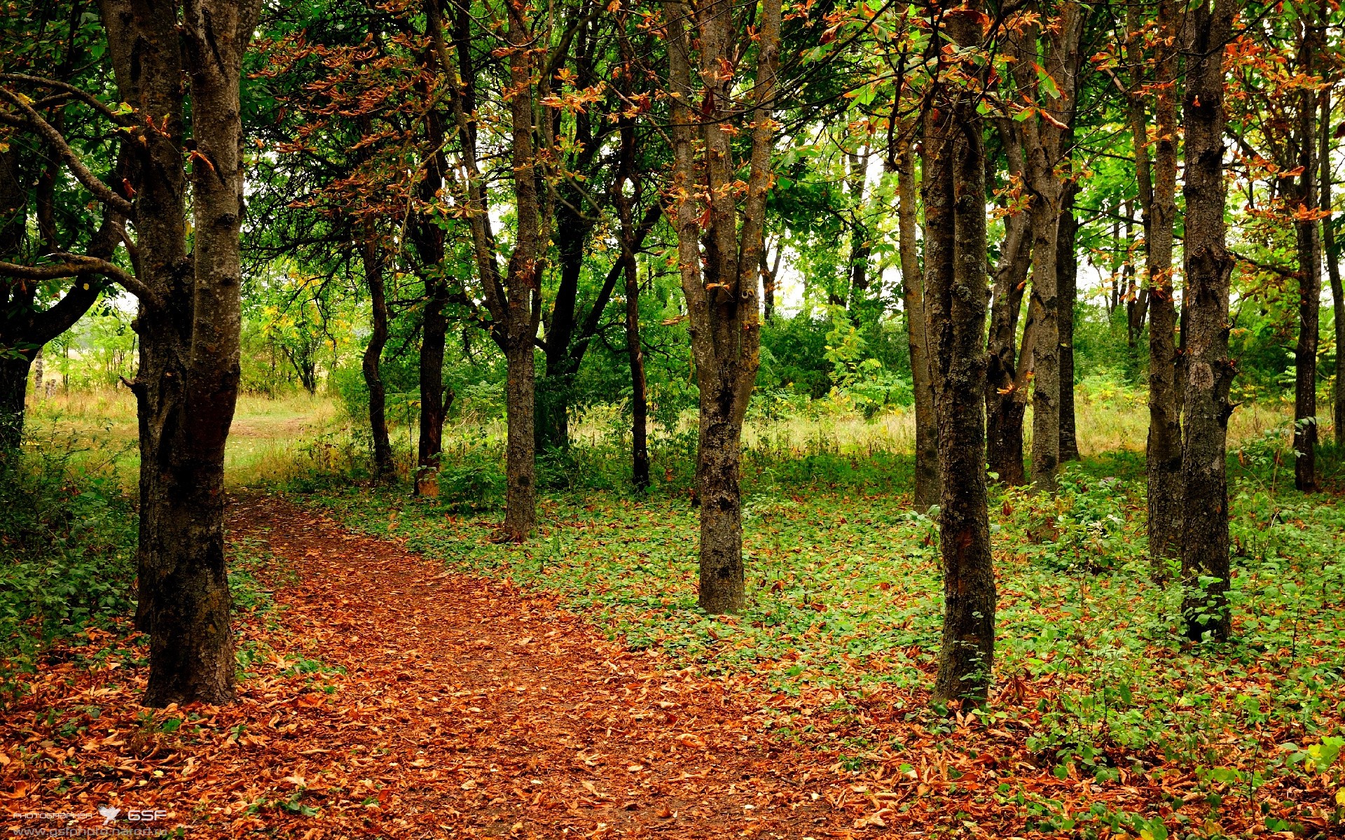 开云网页版登录入口-雷霆完封步行者，总决赛中亚历山大罚球绝杀，雷霆后卫亚历山大