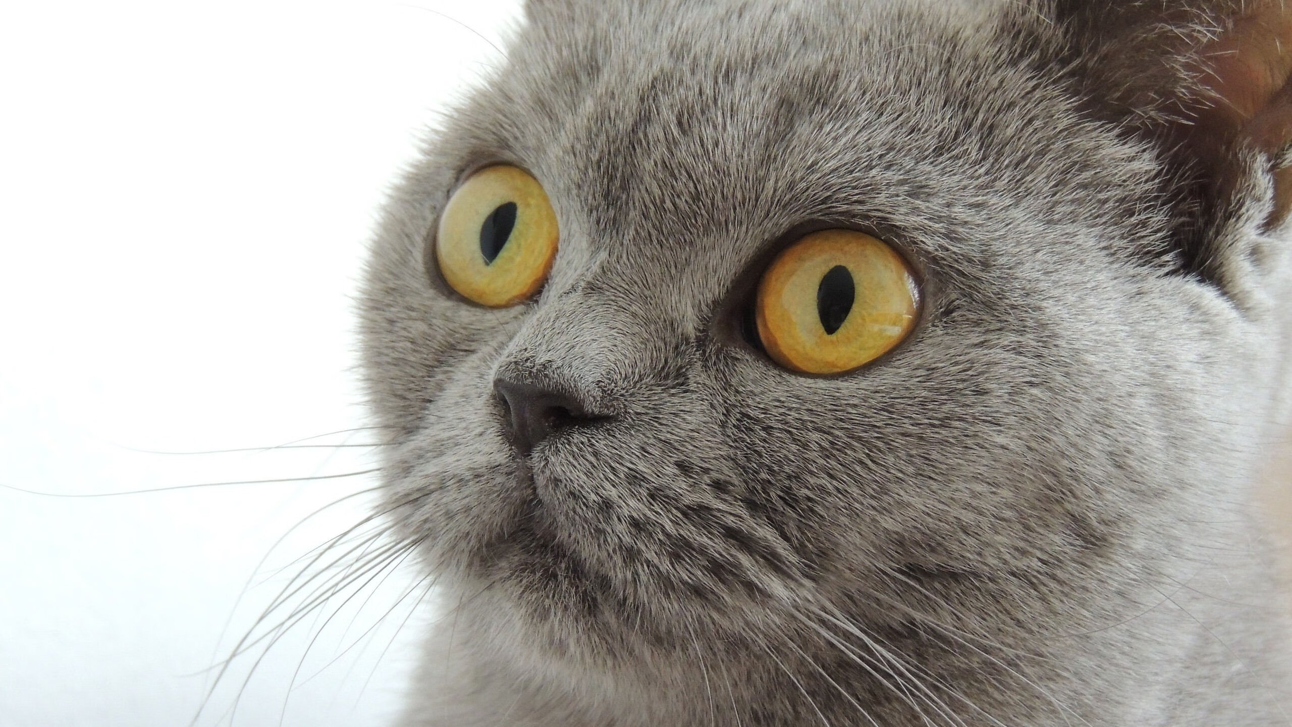 马洛卡客场战胜劲旅,迎来三连胜,马洛卡旅游