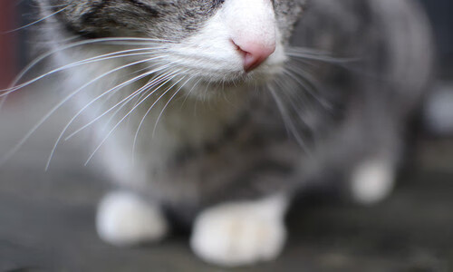 kaiyun开云·官方网站-马德里竞技不敌切尔西，惜败欧冠关，马德里竞技和切尔西哪个厉害