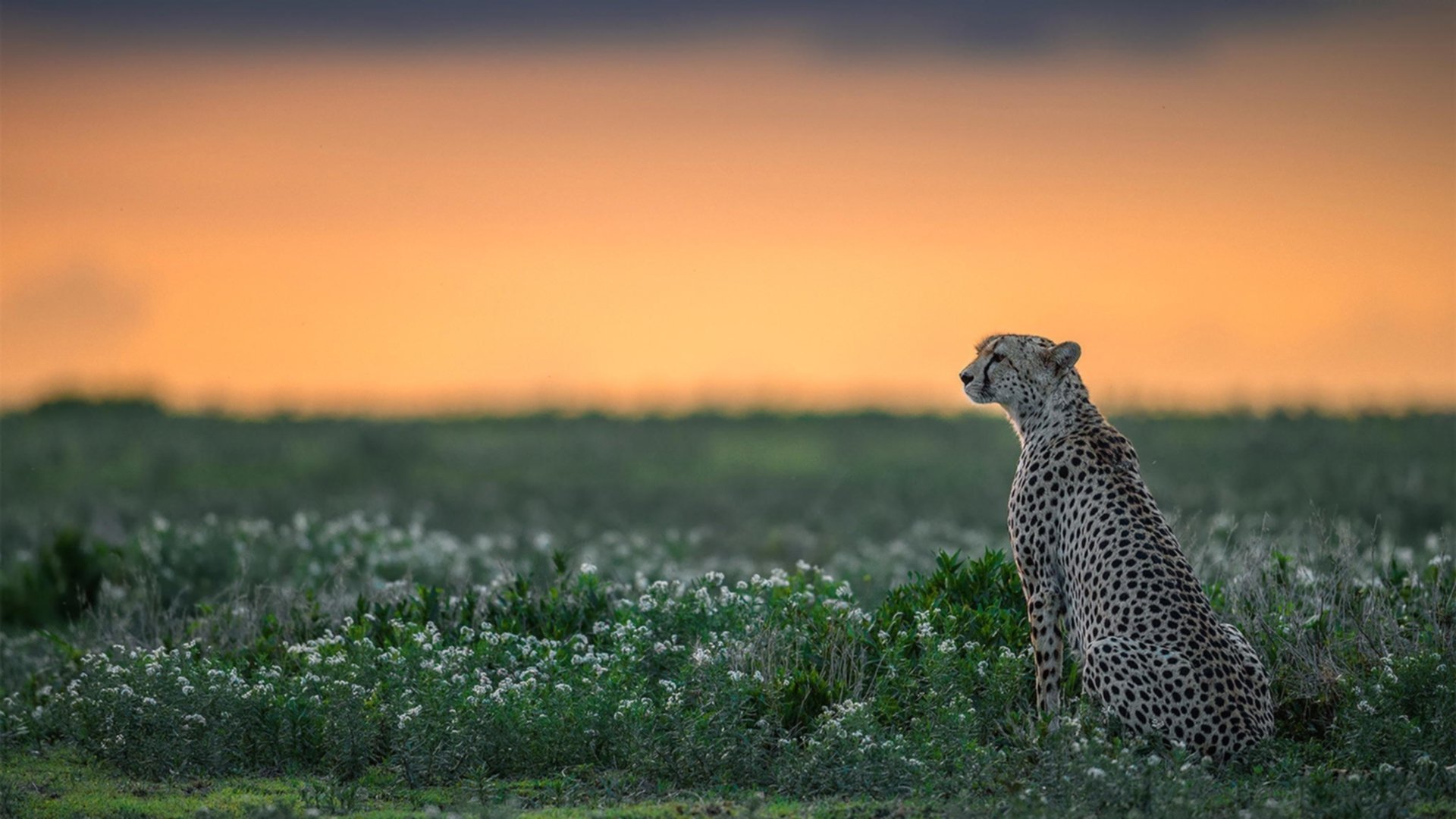 开云·体育官网APP下载-体育赛事票务管理创新，体育赛事门票设计包括如下内容