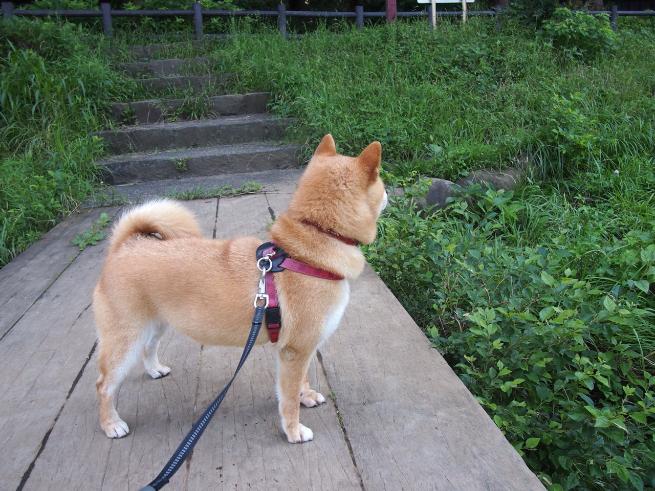德甲球员比赛中视觉空间识别能力与传球成功率相关性,视觉空间指数