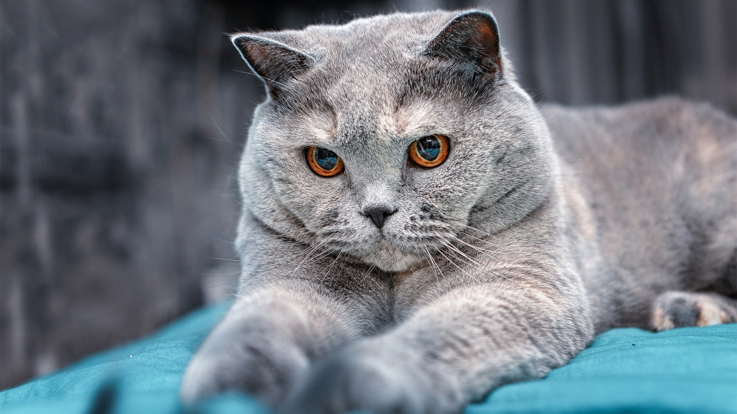 开云体育APP下载-中国女篮打出整体篮球展现团队实力，中国女篮队员都是谁