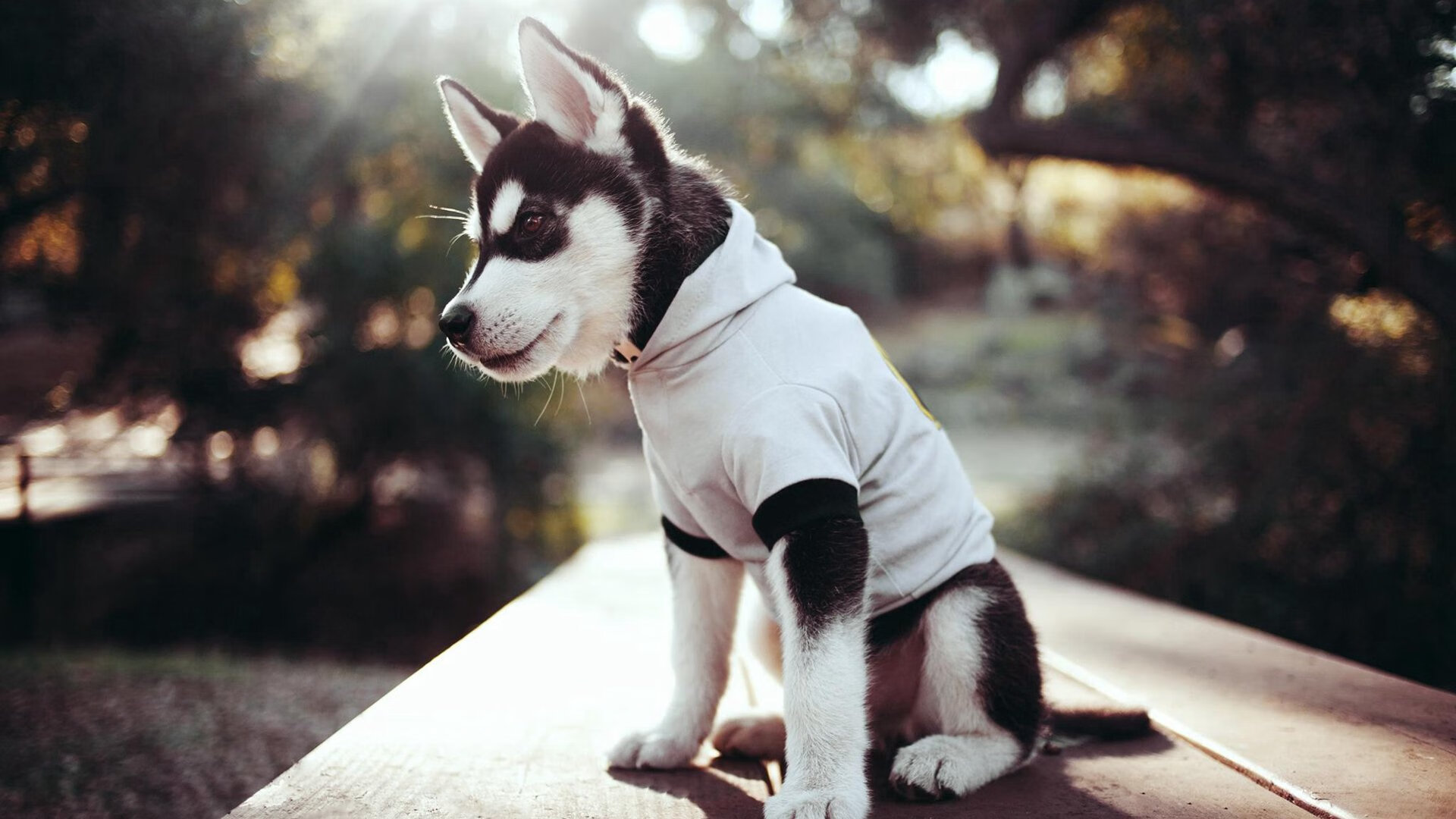 阿尔及利亚首现世界杯赛场——2002年首次出战,阿尔及利亚2022世界杯