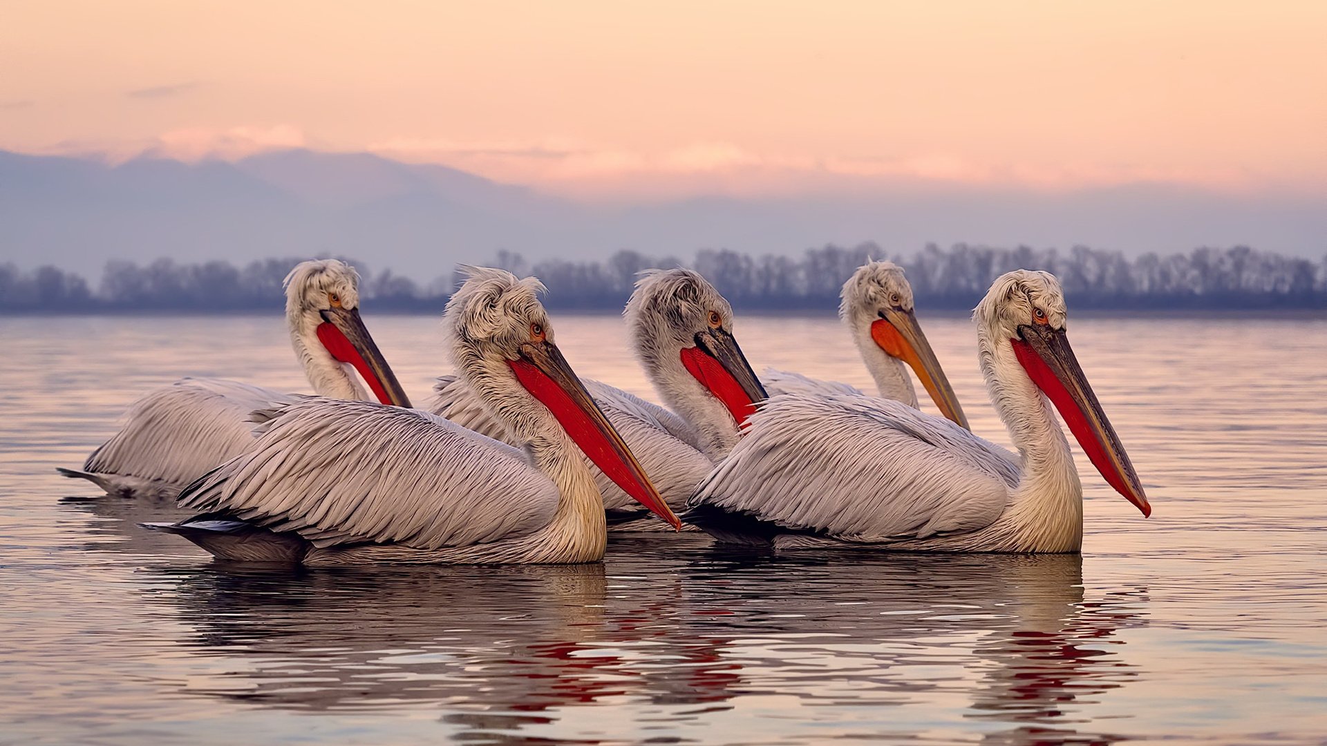 丹·卡特:用战术智慧与精确的脚法,改写全黑队历史,丹特巅峰水平