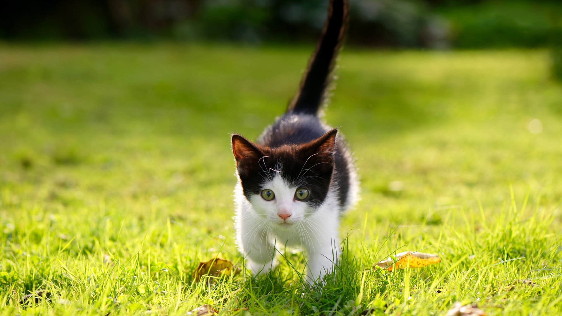 吉尔吉斯斯坦女篮努力追赶,在国际舞台持续崭露头角