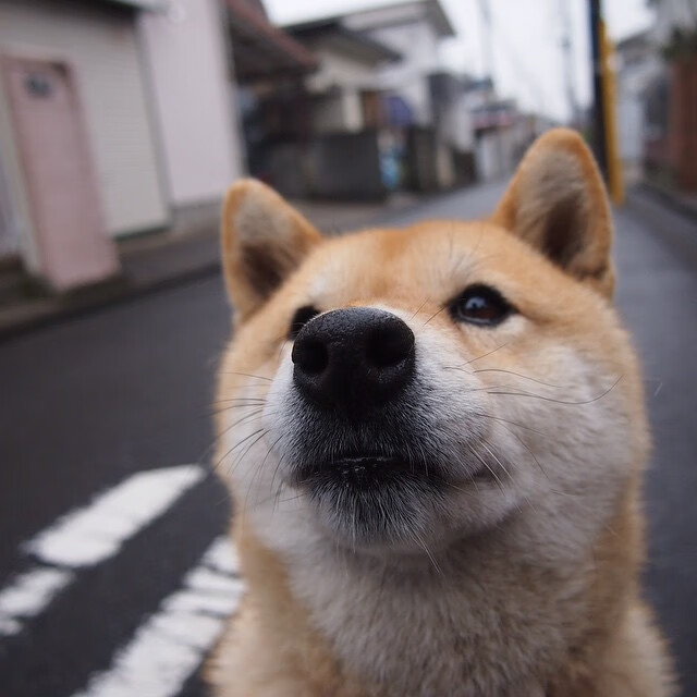 塞尔维亚女篮成功晋级欧洲锦标赛决赛，志在夺冠，塞尔维亚女兰