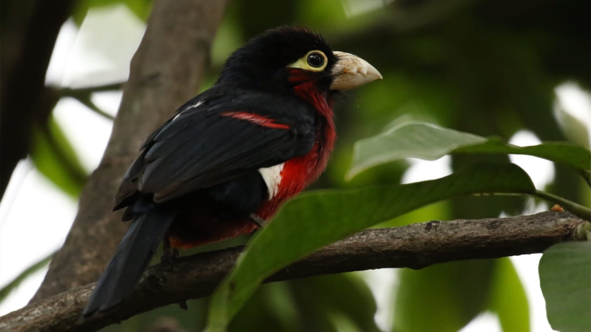 希腊女篮在欧洲锦标赛中宾朋满座,冠军宝座志在必得