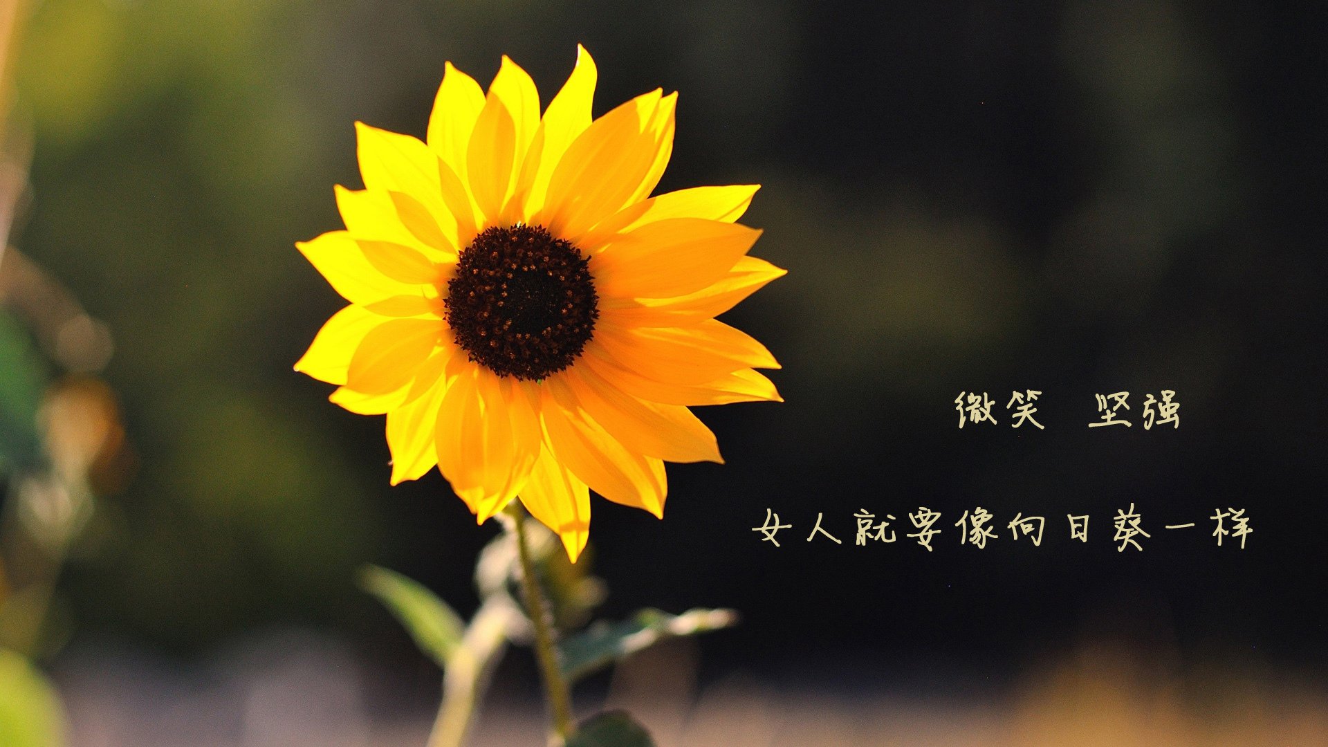 波黑男篮在欧洲锦标赛中奋力冲击奖牌,实力逐步提升