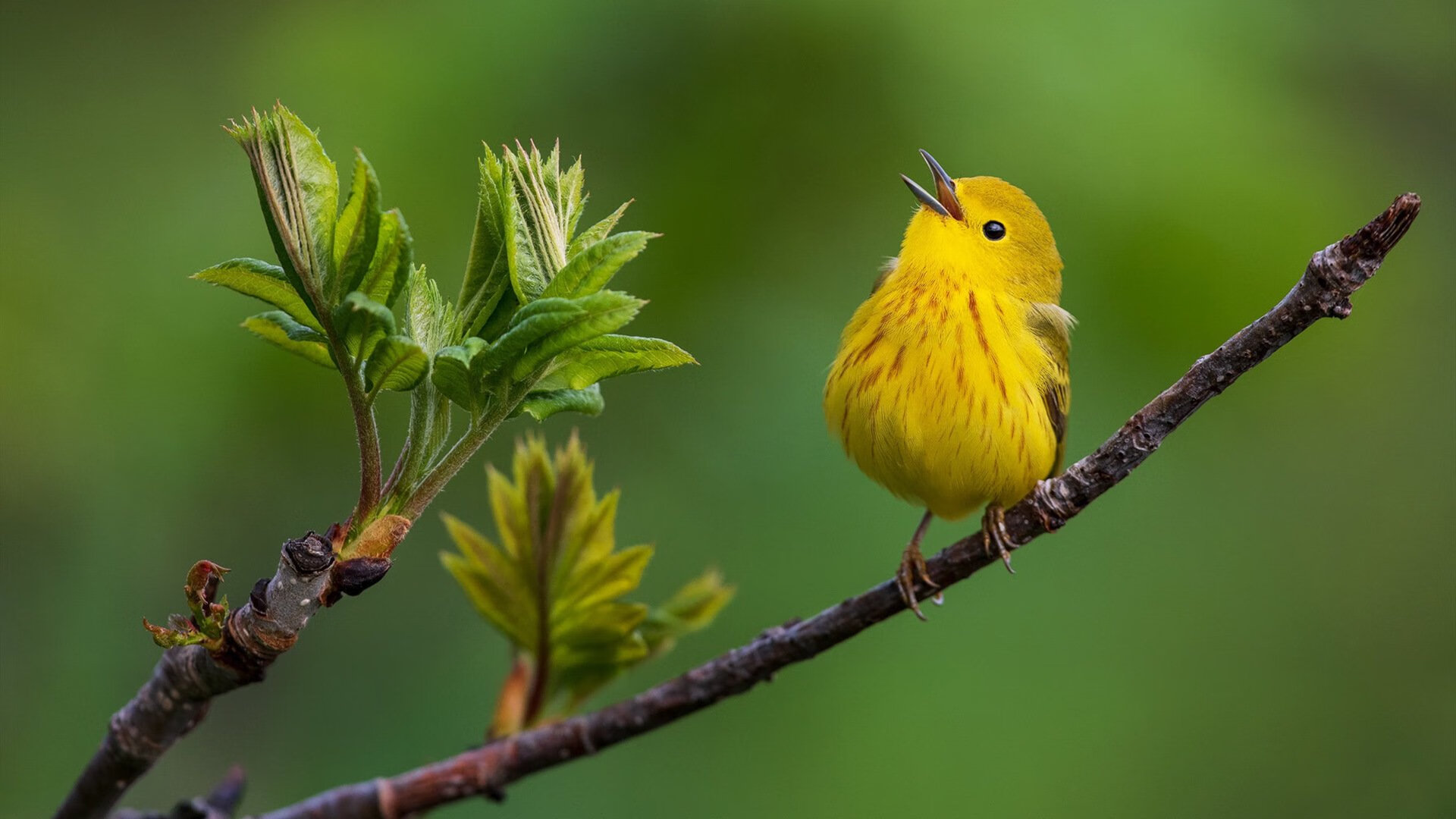 澳大利亚男子接力队冲刺阶段爆发惊艳全场,澳大利亚接力队集体禁赛