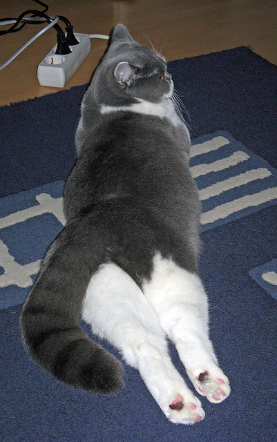 科特迪瓦男篮在非洲锦标赛中创造佳绩,迈向更高峰,非洲科特迪瓦现在是什么时间