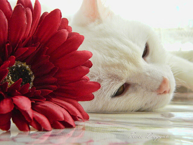 马拉维男篮在非洲锦标赛中再获冠军,体育影响力持续扩散,非洲马拉维说什么语言